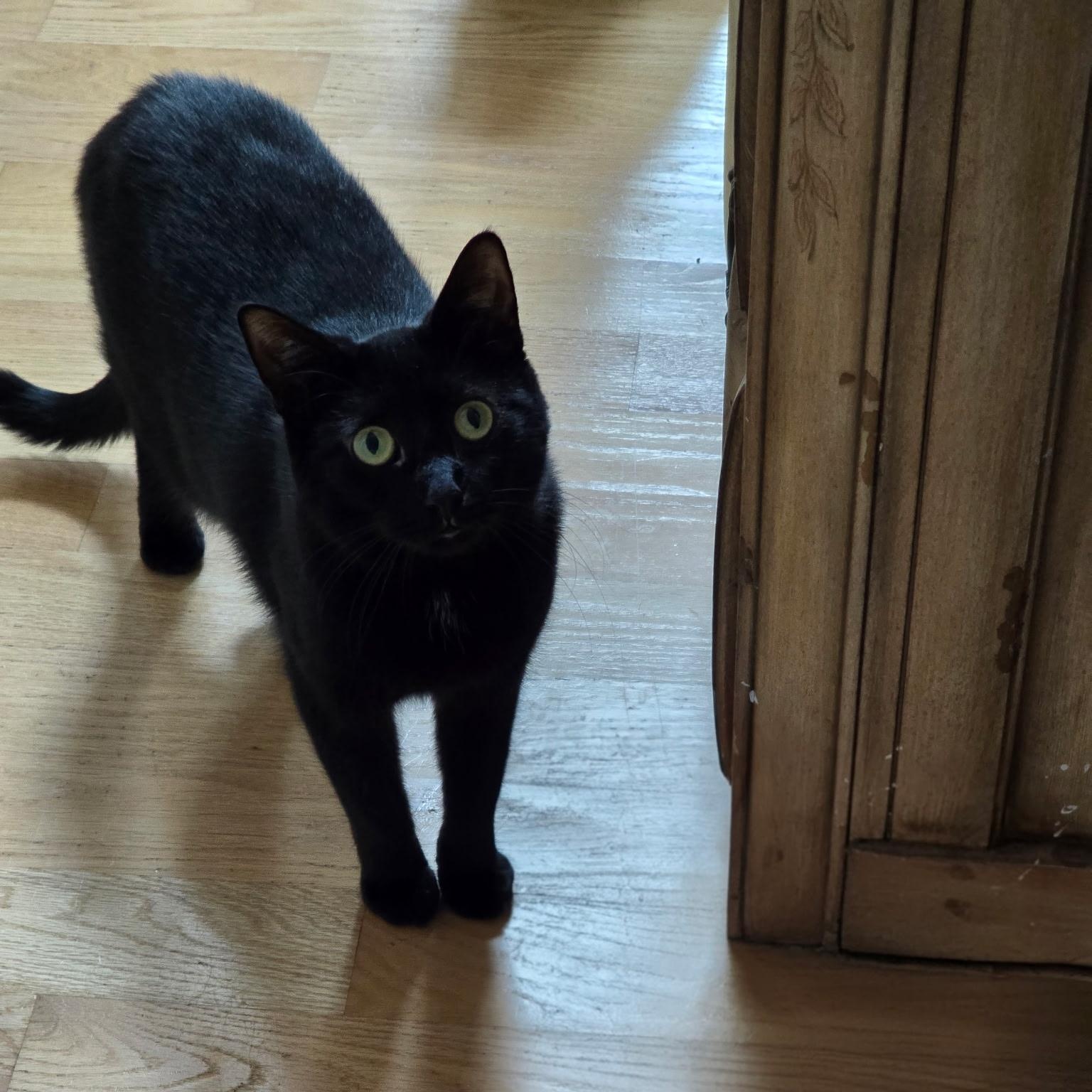 Lilith , ADOPTABLE, Adult Female Domestic Short Hair.