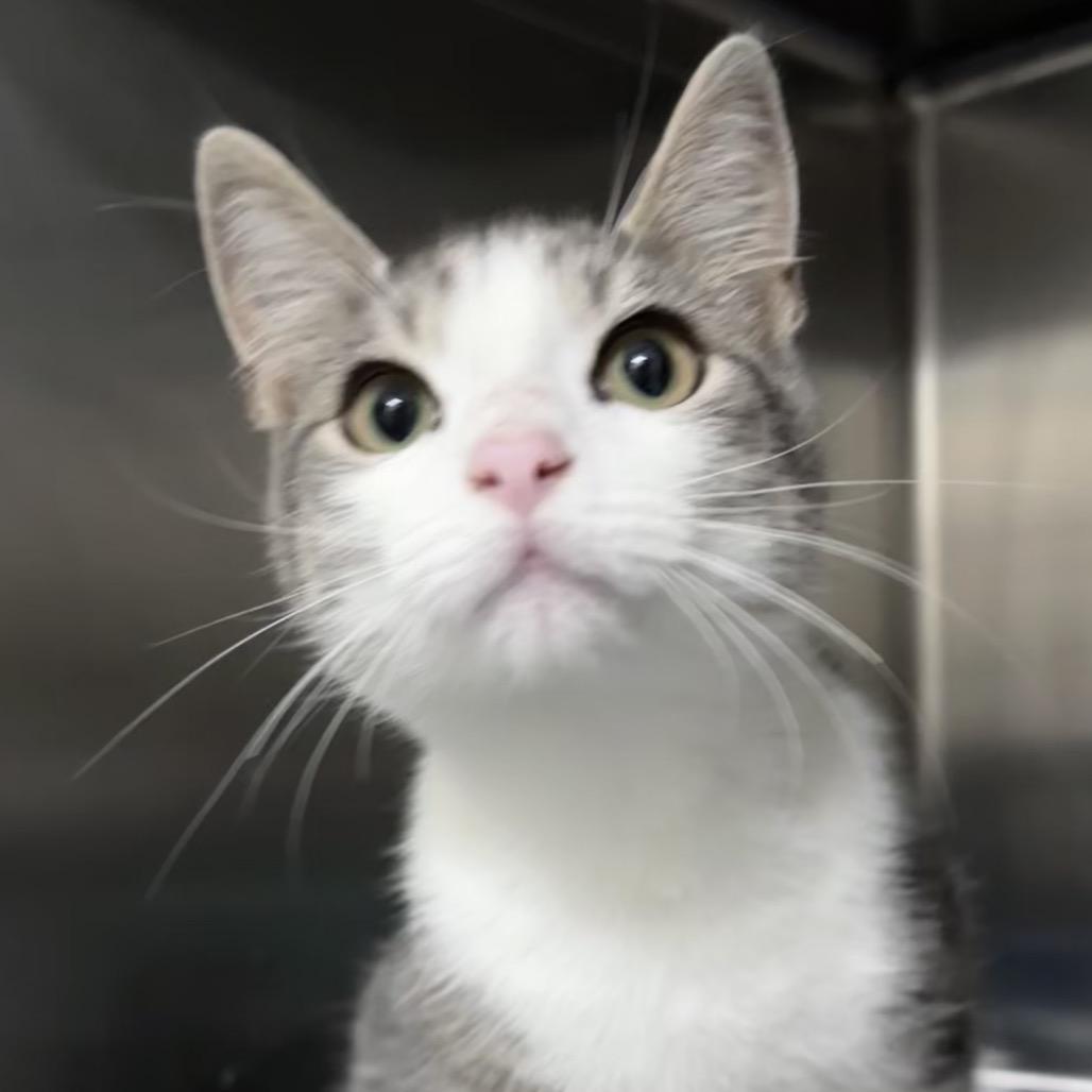 Warpaint 28468, Adoptable, Young Male Domestic Short Hair.