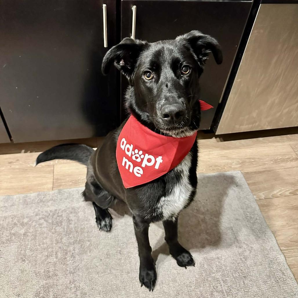 Mary Winchester, adopted, Young Female Labrador Retriever.