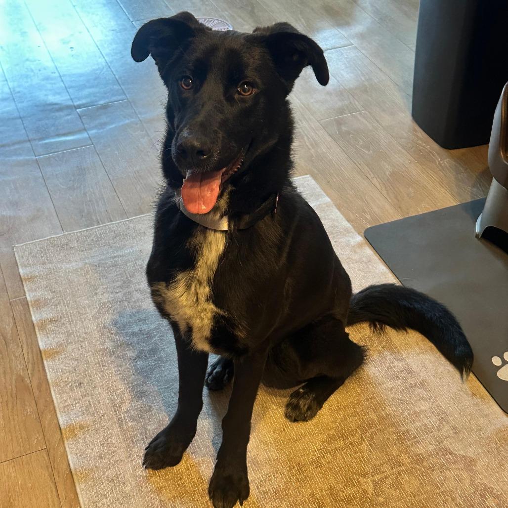 Enlarge Mary Winchester, an adopted mixed breed in Austin, TX image 3/4