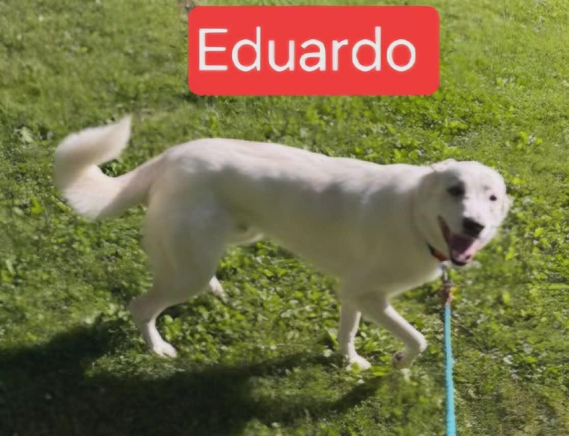 Edwardo, an adopted mixed breed in Olympia, WA image 2/2