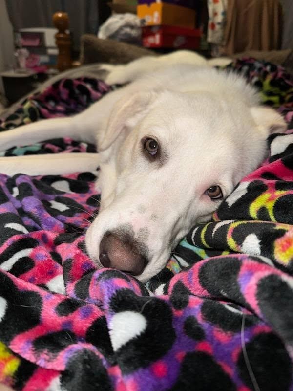 Edwardo, adopted, Young Male Great Pyrenees & Labrador Retriever.