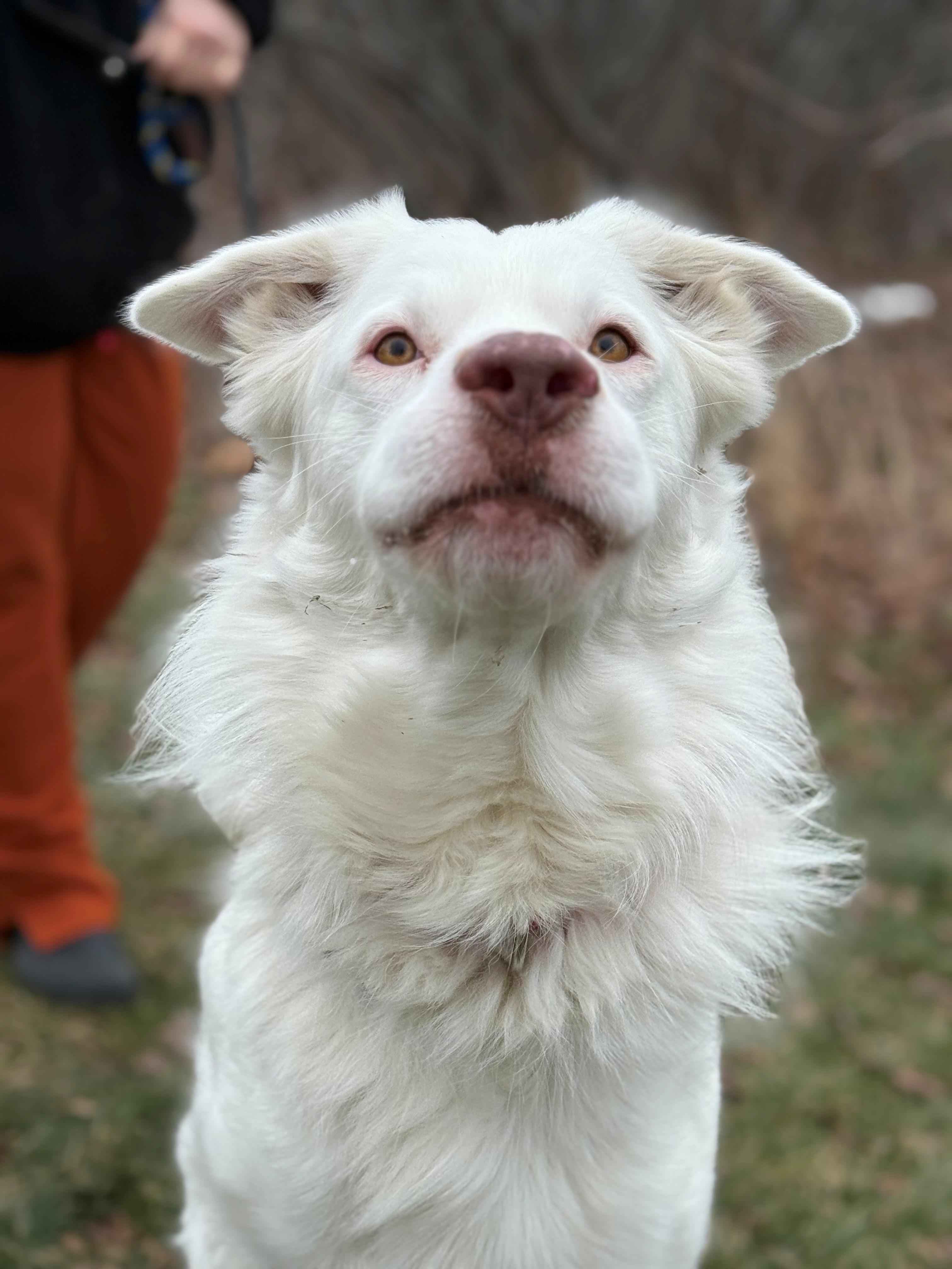 Enlarge Falkor, an adoptable mixed breed in Hamilton, ON image 1/6