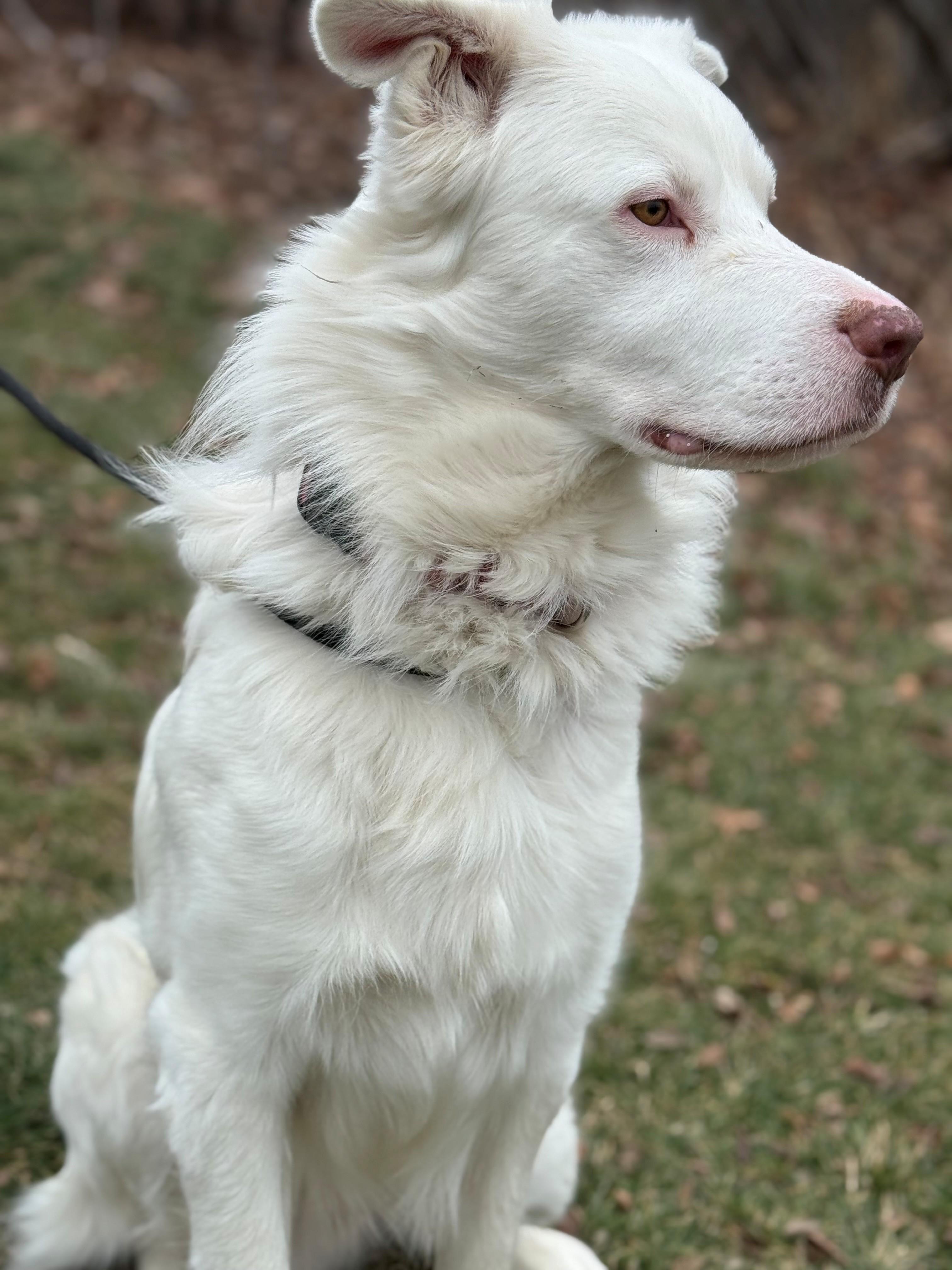 Enlarge Falkor, an adoptable mixed breed in Hamilton, ON image 2/6