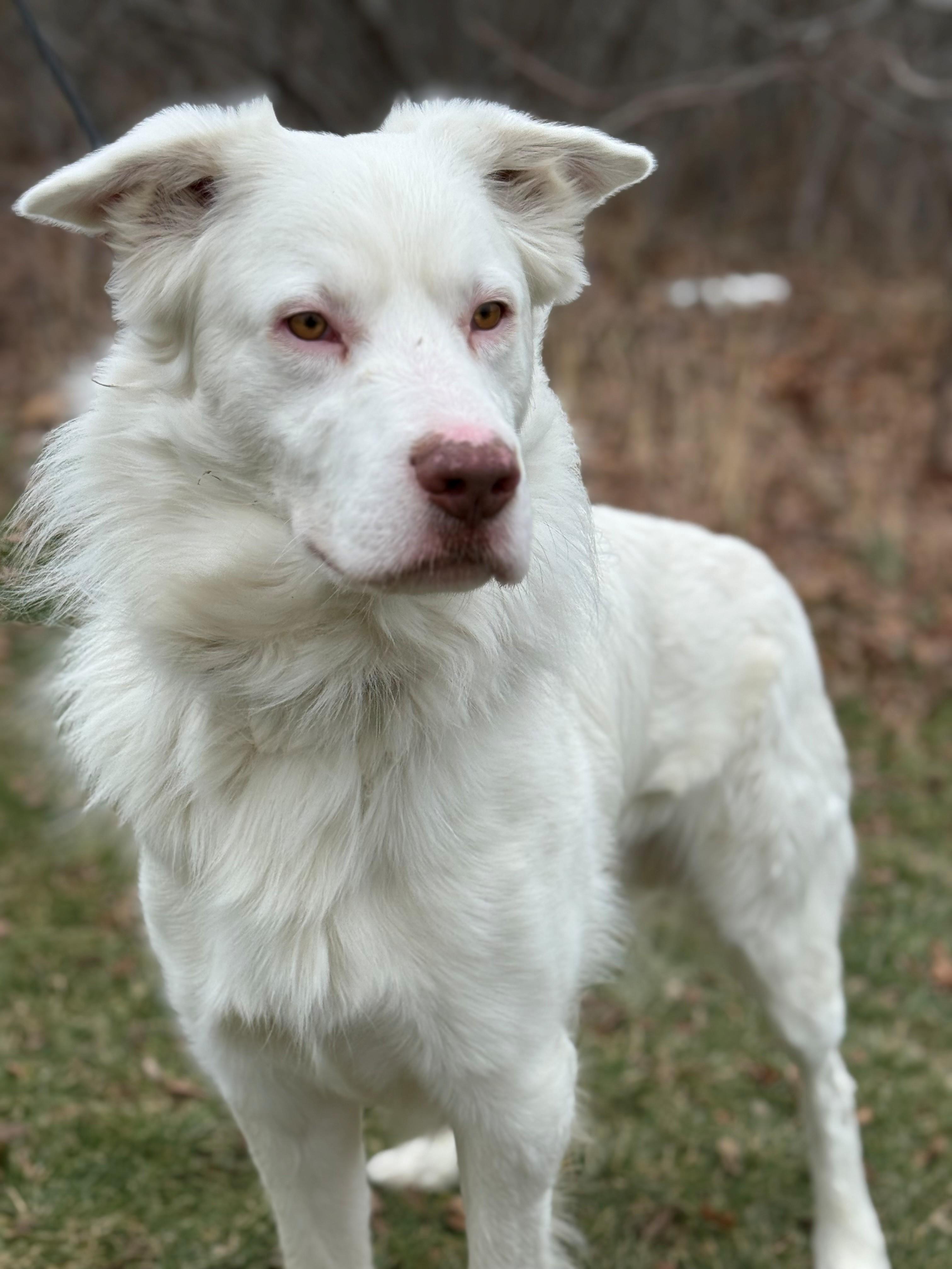 Enlarge Falkor, an adoptable mixed breed in Hamilton, ON image 4/6
