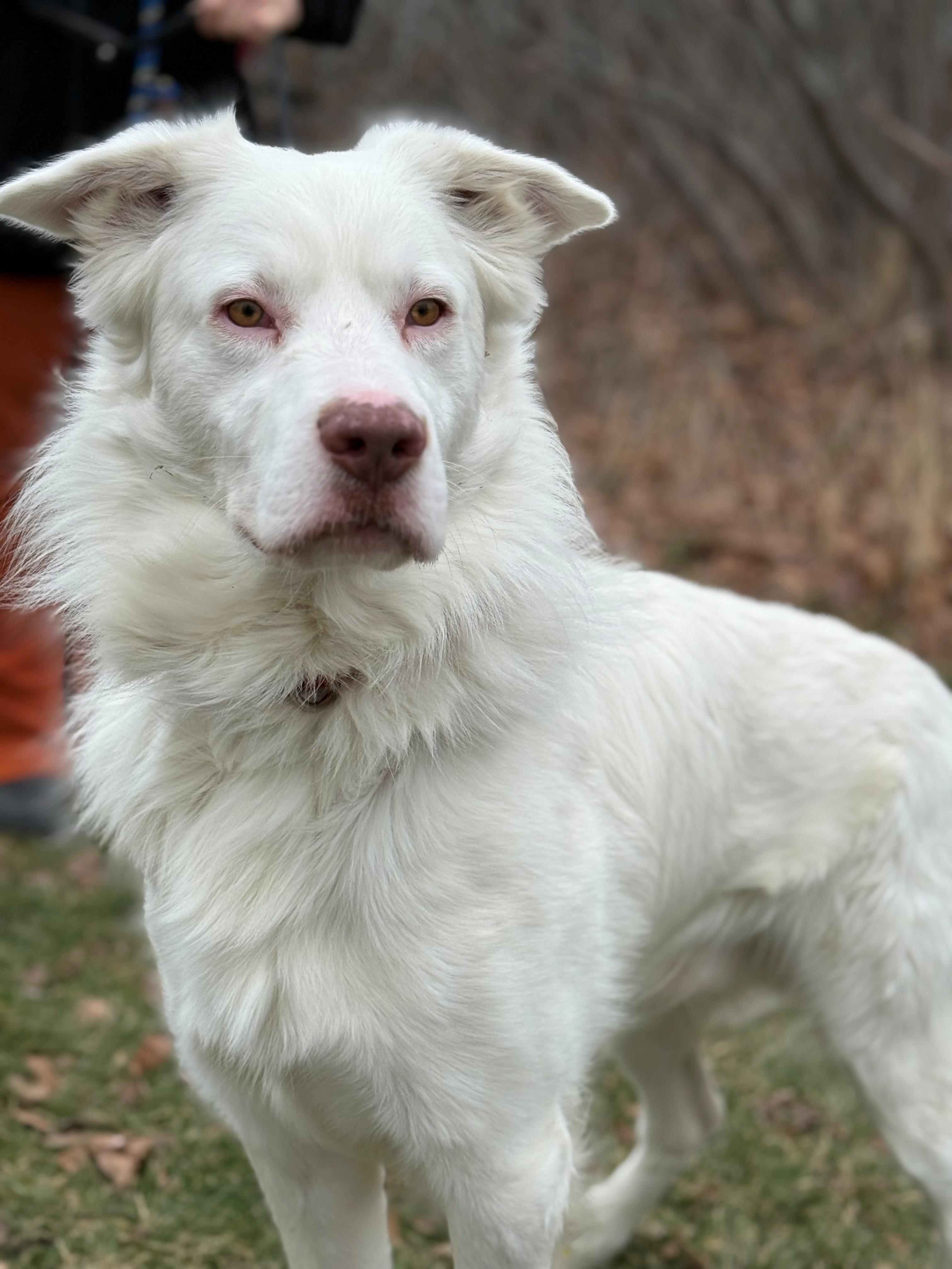 Enlarge Falkor, an adoptable mixed breed in Hamilton, ON image 6/6