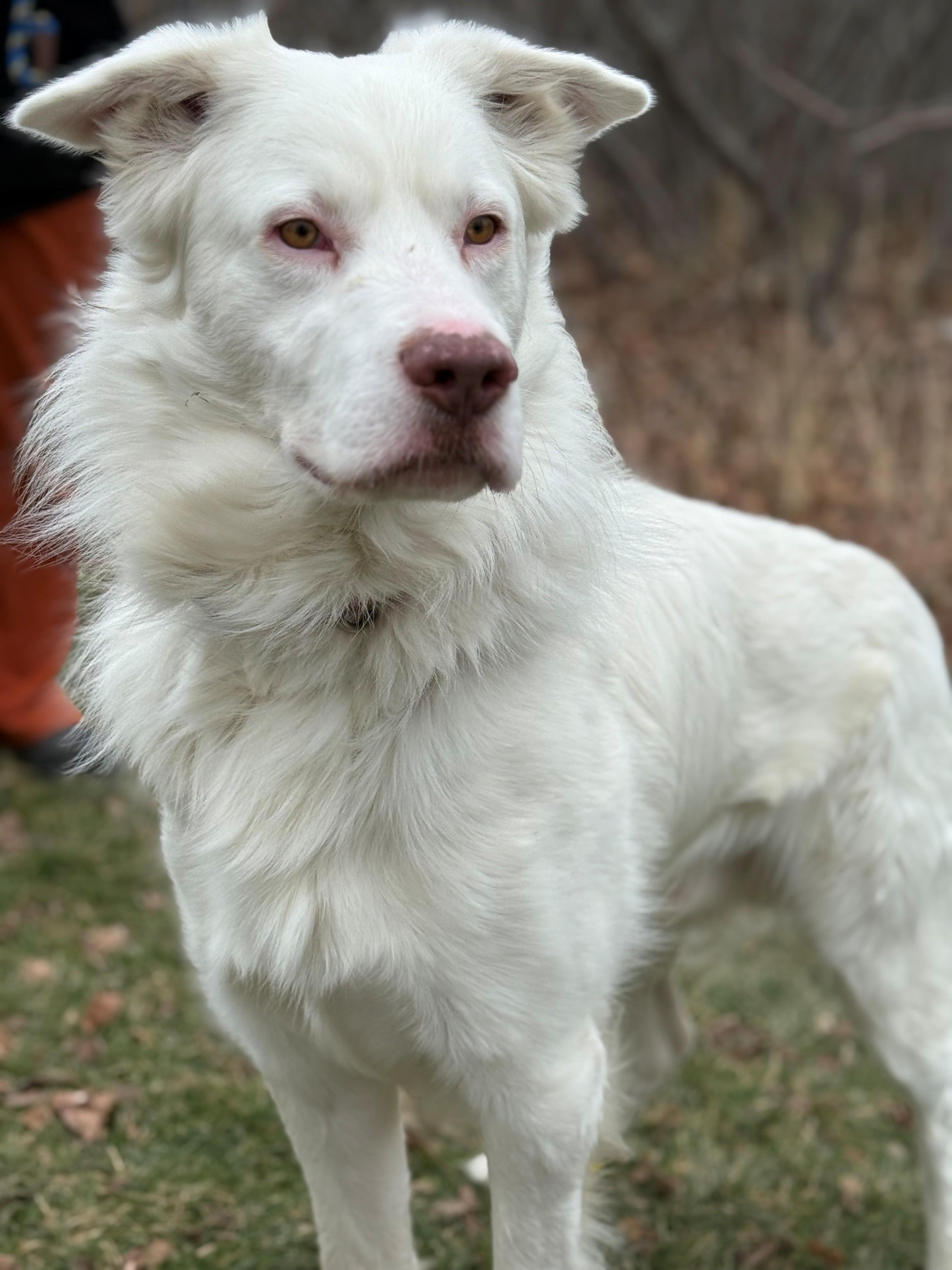 Enlarge Falkor, an adoptable mixed breed in Hamilton, ON image 5/6