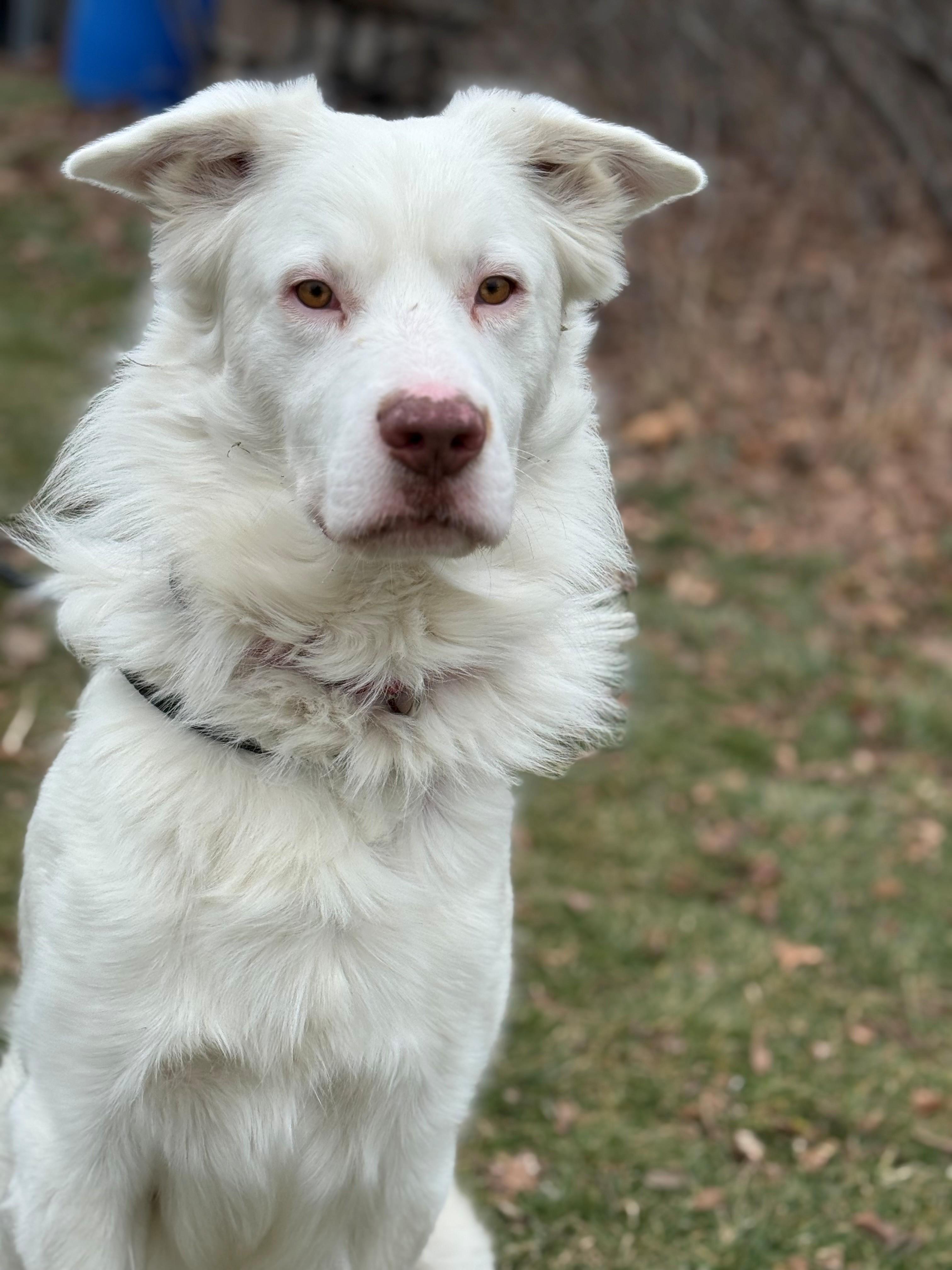 Falkor, adoptable, Adult Male Flat-Coated Retriever.