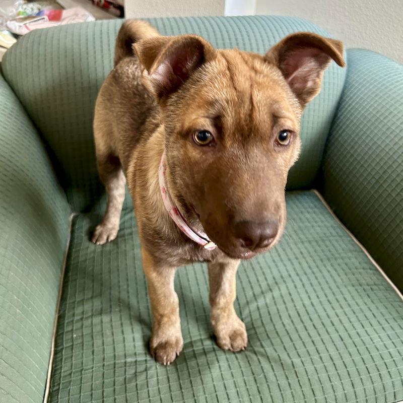 Enlarge Nori, a Adoptable Shar-Pei in San Juan Capistrano, CA image 1/3