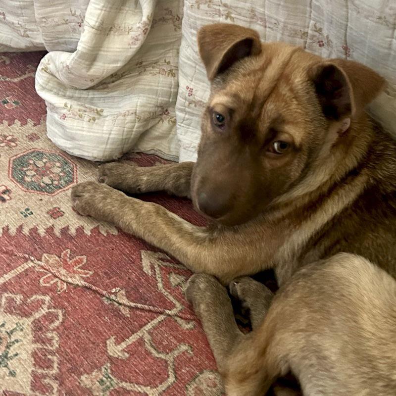 Enlarge Nori, a Adoptable Shar-Pei in San Juan Capistrano, CA image 2/3