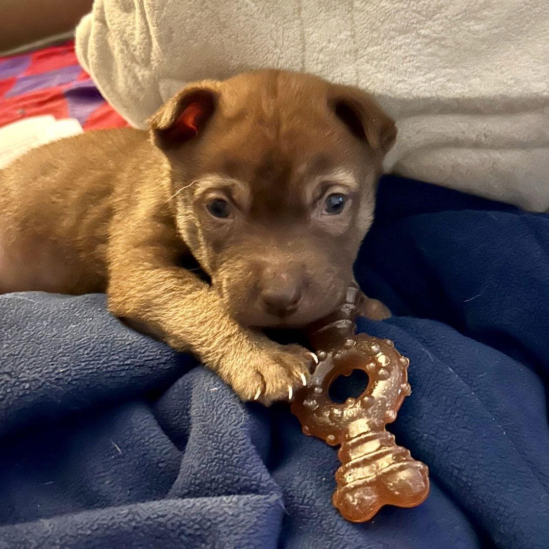 Enlarge Nori, a Adoptable Shar-Pei in San Juan Capistrano, CA image 3/3