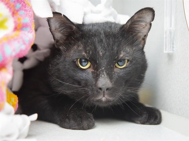 Enlarge DUSTY, a Adoptable Domestic Short Hair in Phoenix, AZ image 1/1