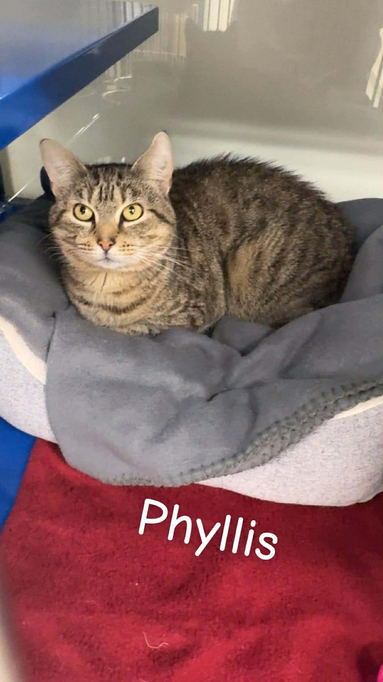 Enlarge Phyllis, an adopted Domestic Short Hair in Cherryfield, ME image 1/1