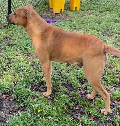Celtic, Adoptable, Adult Male Terrier & Mixed Breed.