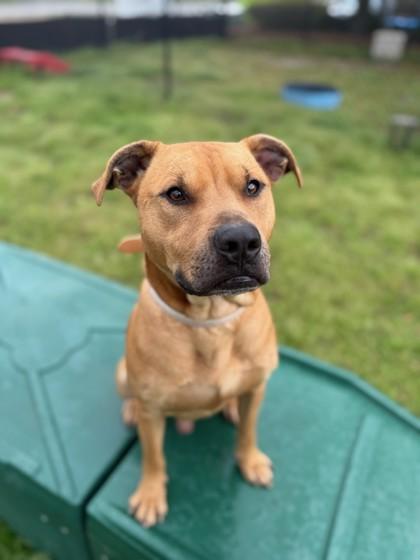 Celtic, a Adoptable mixed breed in Conway, SC image 2/3