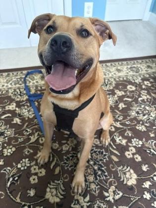 Celtic, a Adoptable mixed breed in Conway, SC image 3/3
