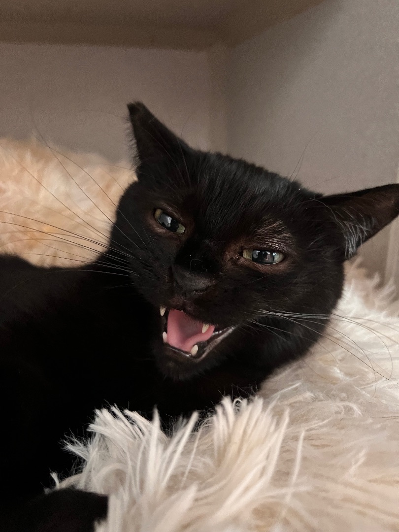 Nigel Billingsley, Adoptable, Adult Female Domestic Short Hair.