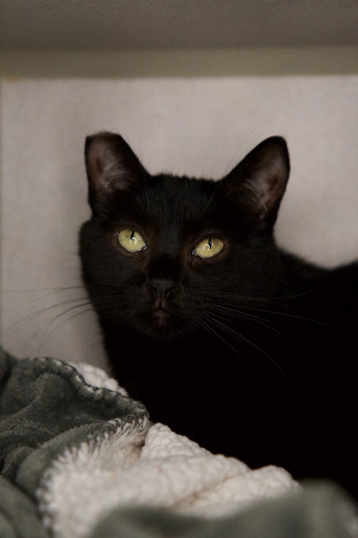 Enlarge Nigel Billingsley, a Adoptable Domestic Short Hair in Los Angeles, CA image 2/4