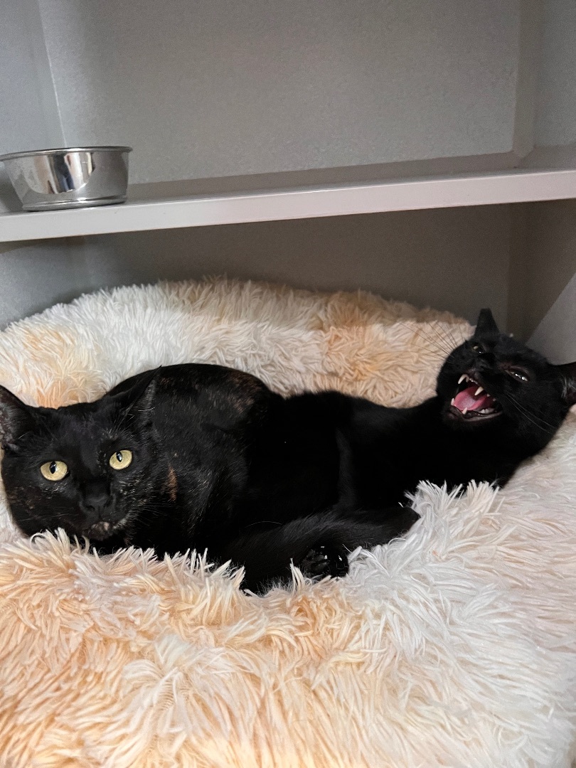 Enlarge Nigel Billingsley, a Adoptable Domestic Short Hair in Los Angeles, CA image 3/4