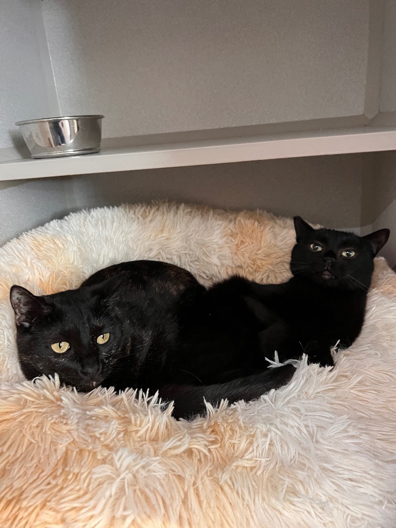 Enlarge Nigel Billingsley, a Adoptable Domestic Short Hair in Los Angeles, CA image 4/4