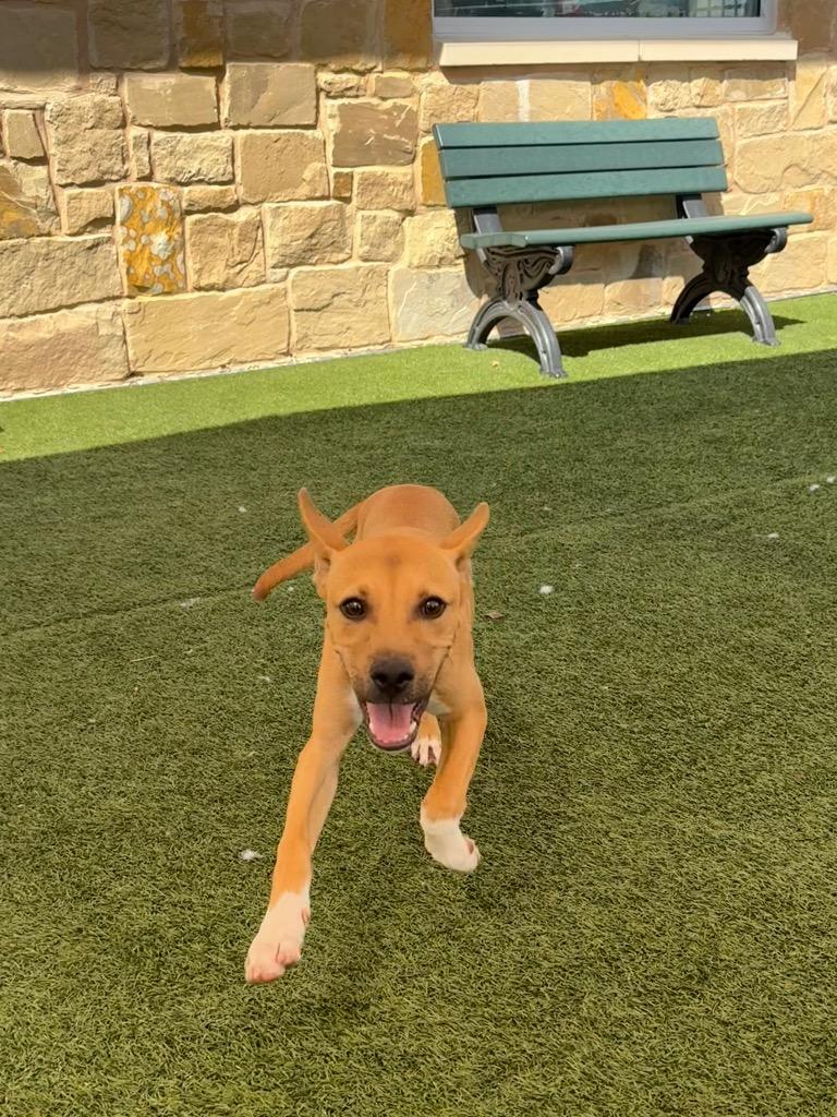 Oogie, Adoptable, Young Male Terrier.