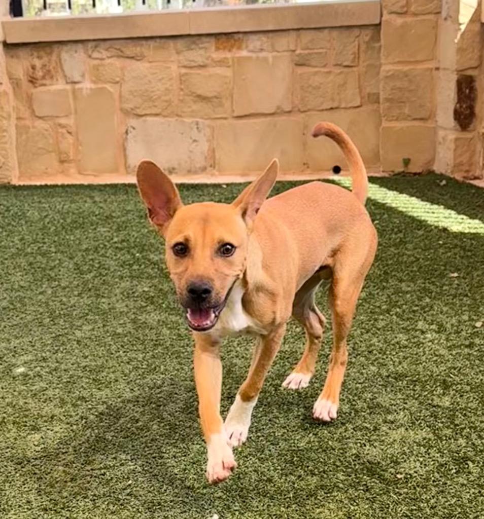 Enlarge Oogie, a Adoptable mixed breed in Seguin, TX image 2/2