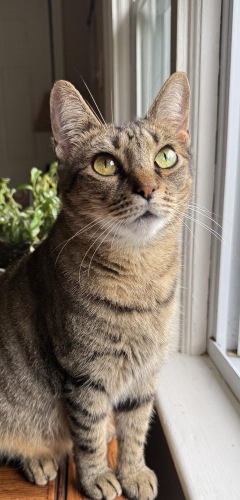 Gypsy (Lower Bucks Litter), Adoptable, Young Female Domestic Short Hair.