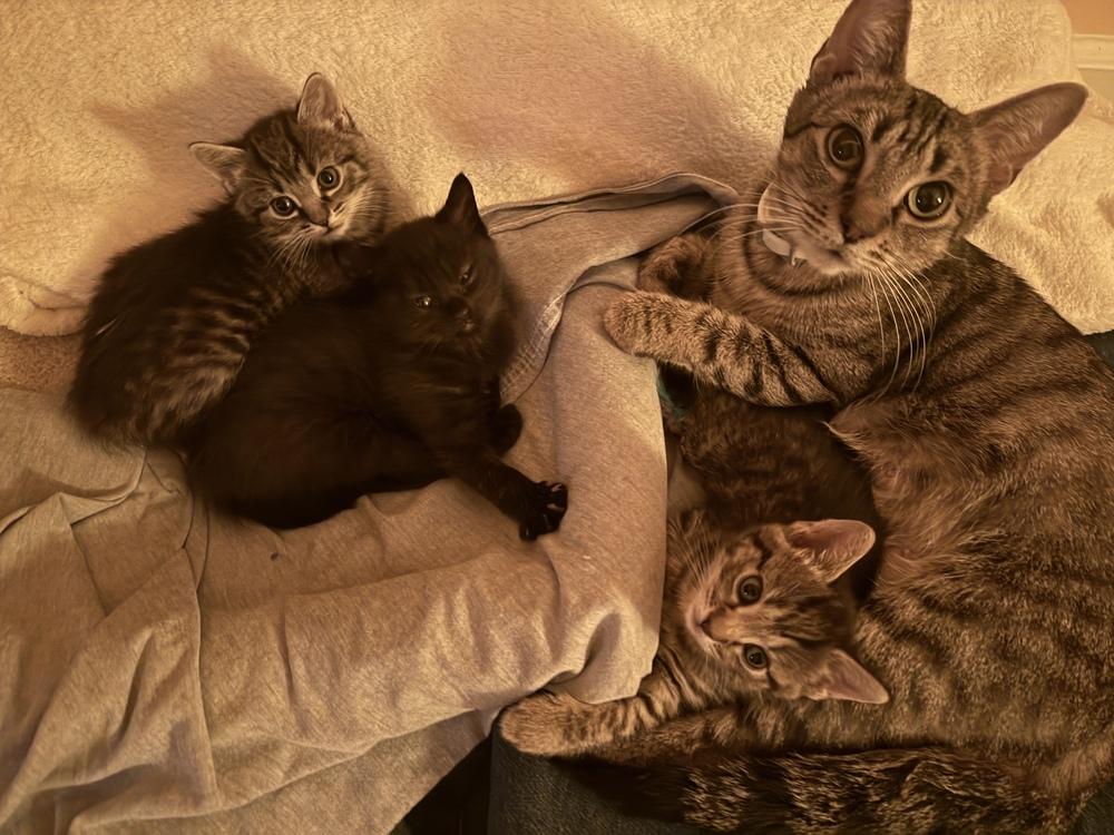 Enlarge Gypsy (Lower Bucks Litter), a Adoptable Domestic Short Hair in Telford, PA image 2/2