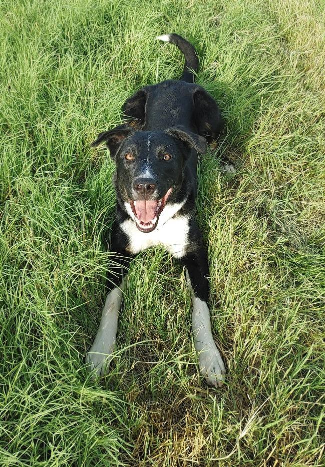 Enlarge Twilight, a Adoptable mixed breed in The Woodlands, TX image 2/6