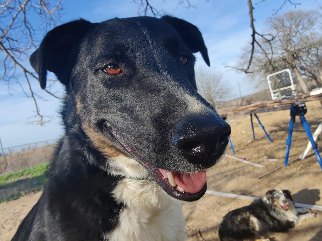 Twilight, a Adoptable mixed breed in The Woodlands, TX image 1/6