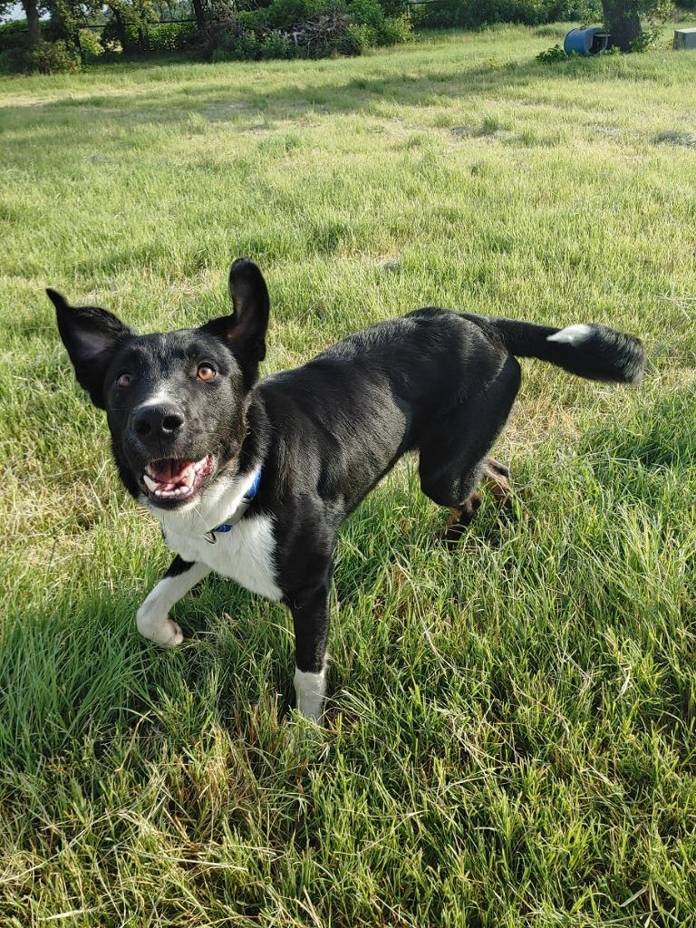 Enlarge Twilight, a Adoptable mixed breed in The Woodlands, TX image 3/6