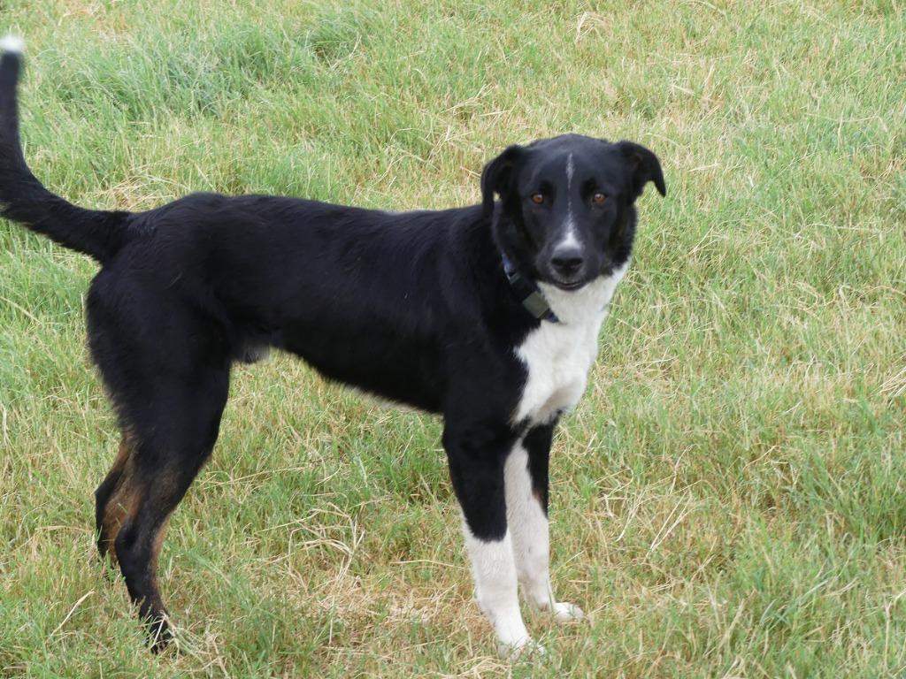 Enlarge Twilight, a Adoptable mixed breed in The Woodlands, TX image 4/6