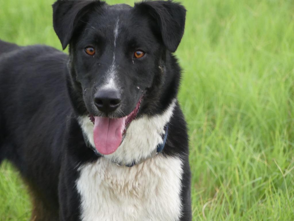 Enlarge Twilight, a Adoptable mixed breed in The Woodlands, TX image 5/6