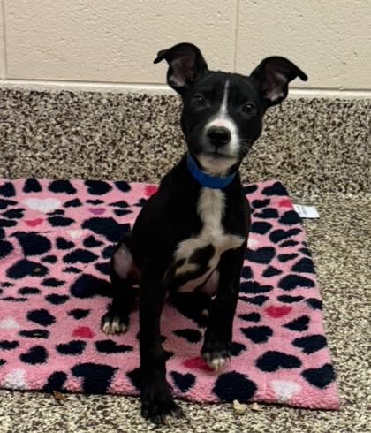 Enlarge Fishbone, a Adoptable mixed breed in Detroit, MI image 2/2