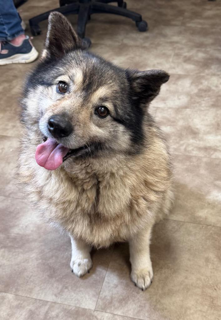 Elsie, Adoptable, Adult Female Keeshond.