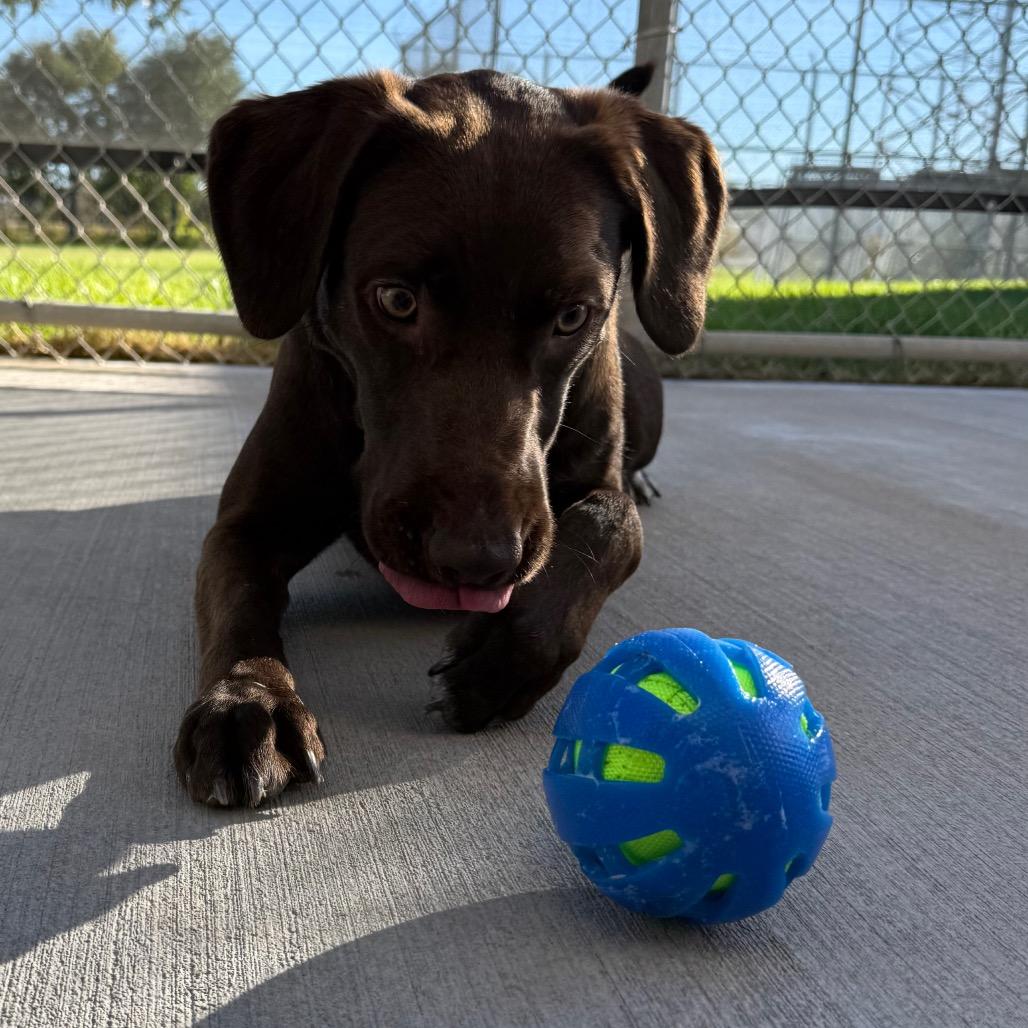 Bruce, Adoptable, Young Male German Shorthaired Pointer.