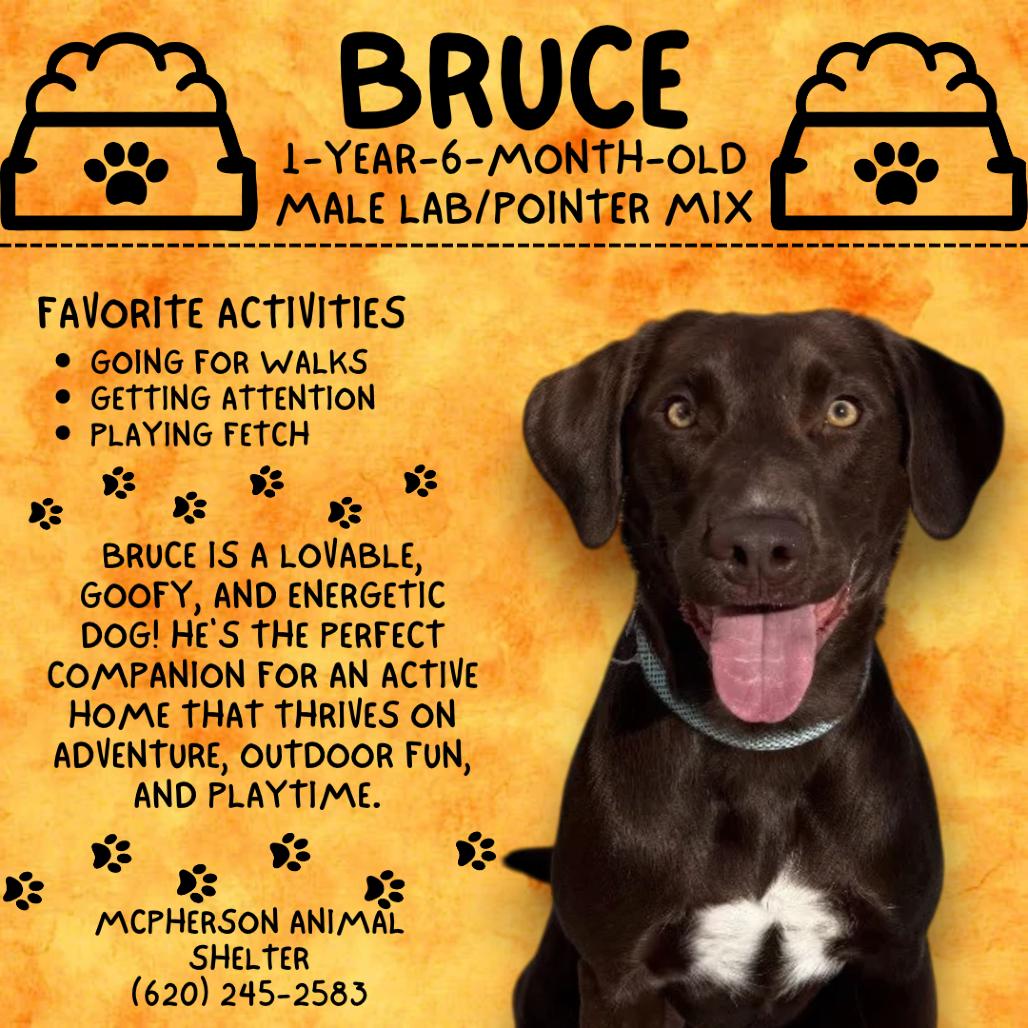 Enlarge Bruce, a Adoptable German Shorthaired Pointer in McPherson, KS image 2/6