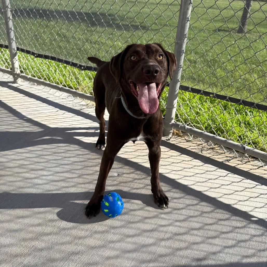 Enlarge Bruce, a Adoptable German Shorthaired Pointer in McPherson, KS image 3/6