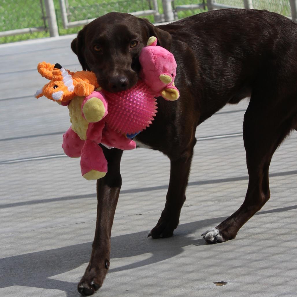 Enlarge Bruce, a Adoptable German Shorthaired Pointer in McPherson, KS image 4/6