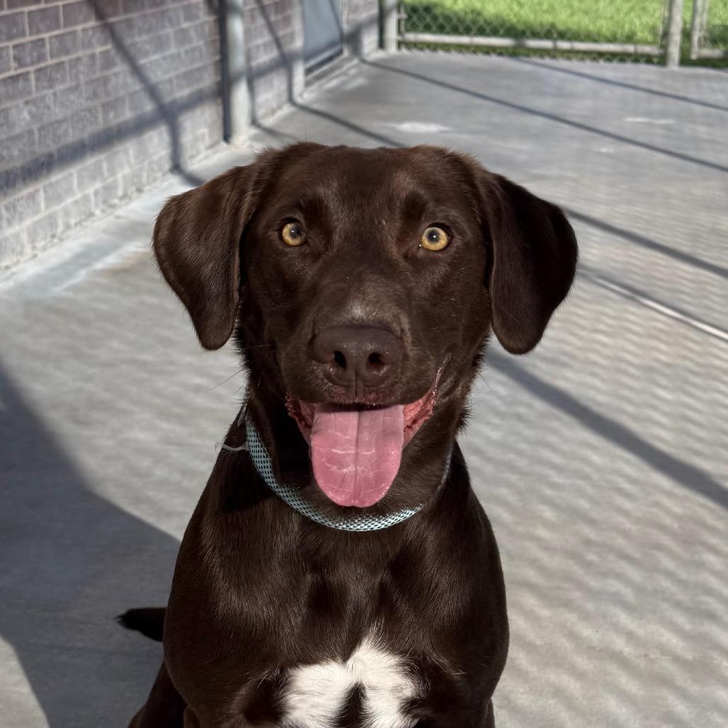 Enlarge Bruce, a Adoptable German Shorthaired Pointer in McPherson, KS image 5/6