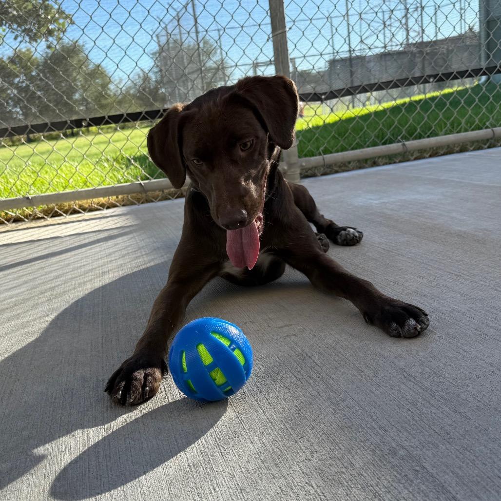 Enlarge Bruce, a Adoptable German Shorthaired Pointer in McPherson, KS image 6/6
