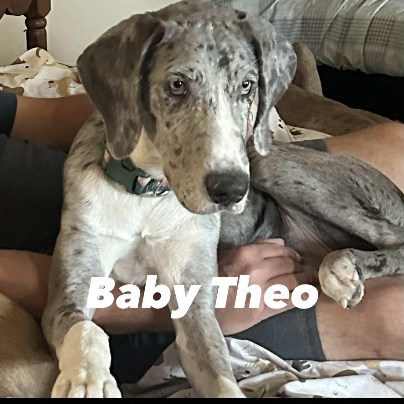Theo, Adoptable, Young Male Great Dane.