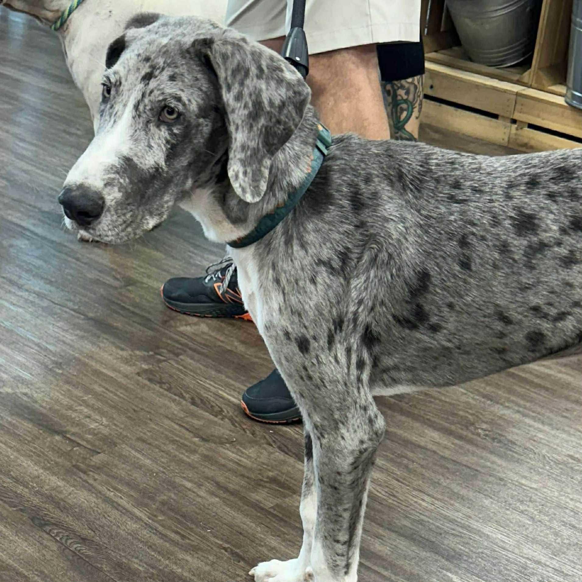 Enlarge Theo, a Adoptable mixed breed in Lone Oak, TX image 2/2