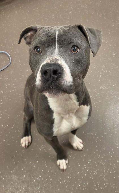 Erwin, Adoptable, Adult Male Pit Bull Terrier & Mixed Breed.