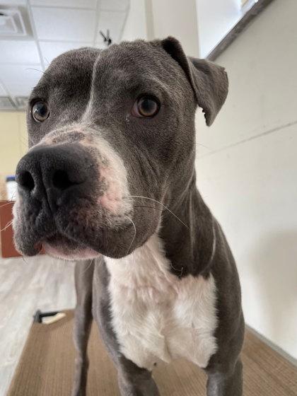 Enlarge Erwin, a Adoptable mixed breed in South Bend, IN image 2/3