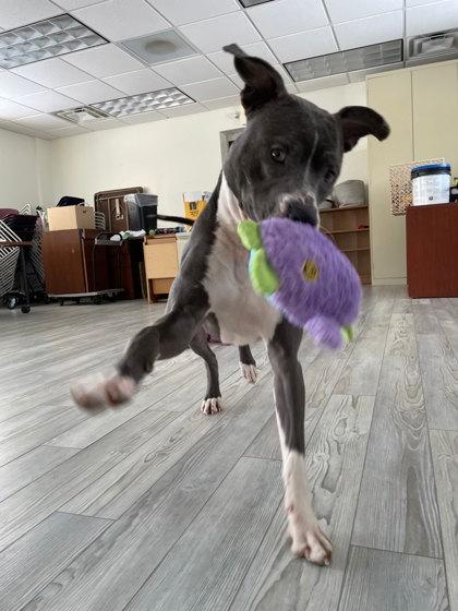 Enlarge Erwin, a Adoptable mixed breed in South Bend, IN image 3/3