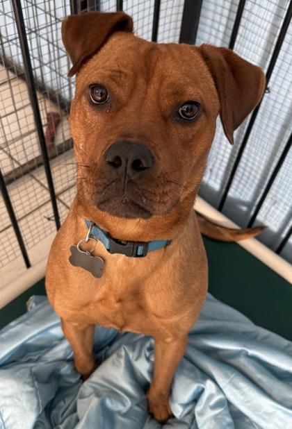 Dallas, Adoptable, Adult Female Boxer & Mixed Breed.