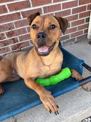 Enlarge Dallas, a Adoptable mixed breed in St. Anne, IL image 2/2