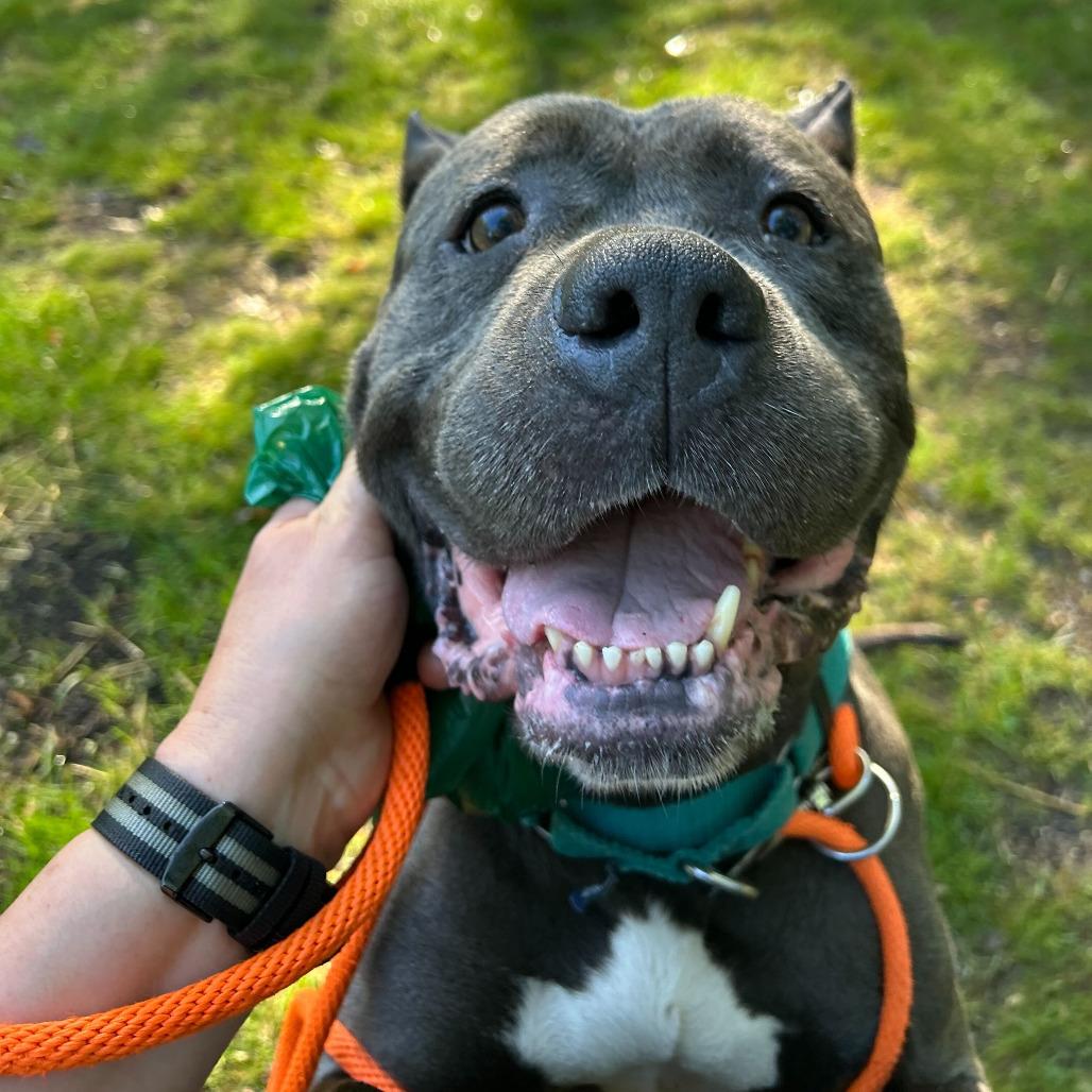 Ginny, a Adoptable Mastiff in Grand Rapids, MI image 1/4