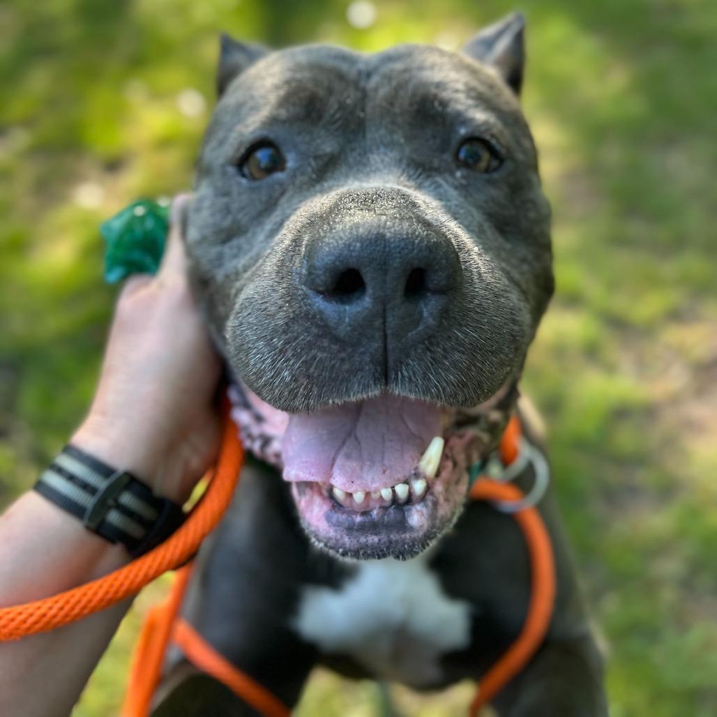Ginny, a Adoptable Mastiff in Grand Rapids, MI image 2/4